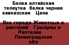 Белка алтайская телеутка, белка черная кавказская › Цена ­ 5 000 - Все города Животные и растения » Грызуны и Рептилии   . Ленинградская обл.,Санкт-Петербург г.